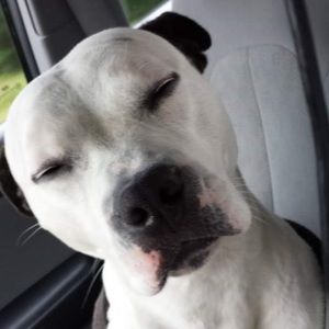 Meet your Posher, Danny